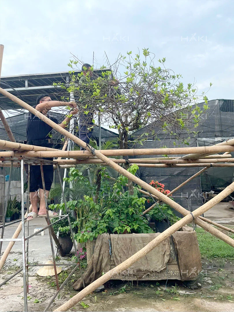 Cây mẫu đơn