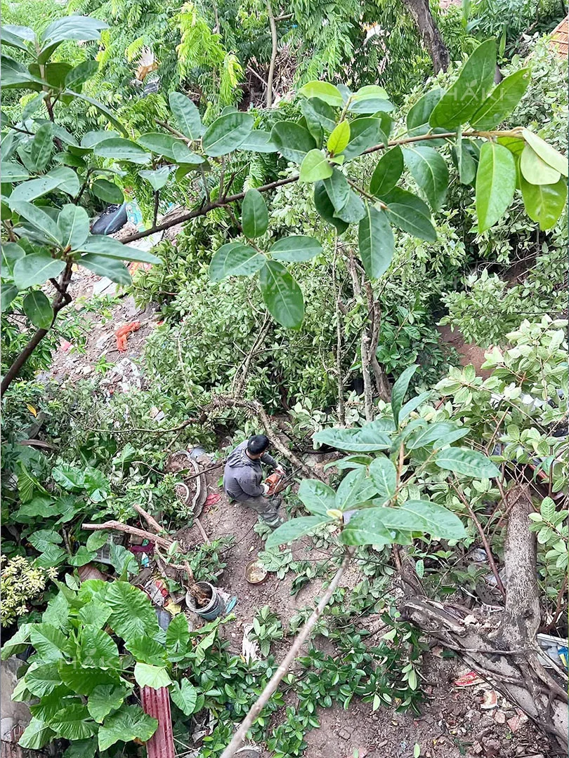 Cắt tỉa cành