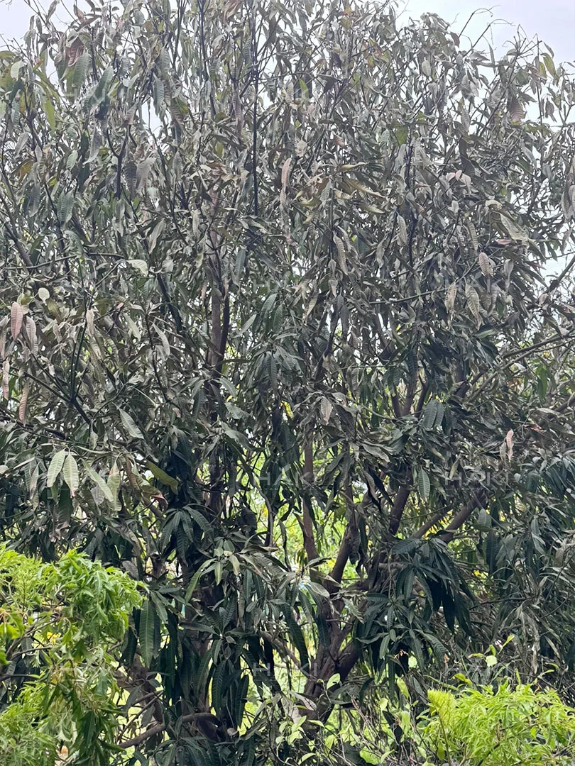 Cây xoài bị yếu sau đánh chuyển