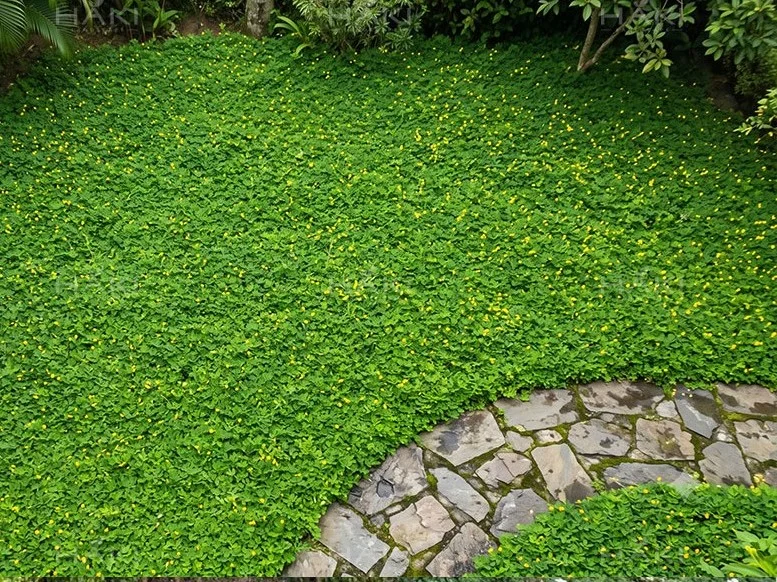 Cỏ lạc phủ kín bề mặt đất.