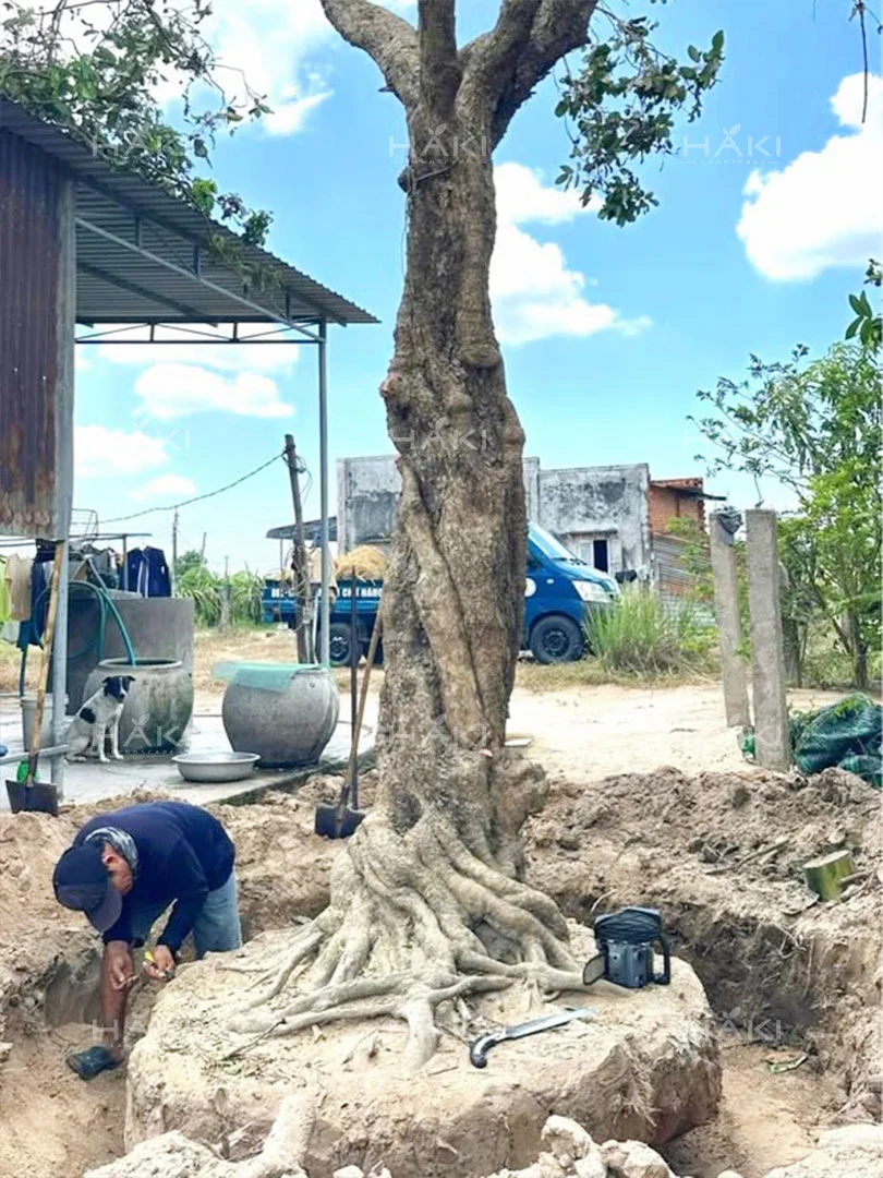 KTV đang đào và bó bầu cây