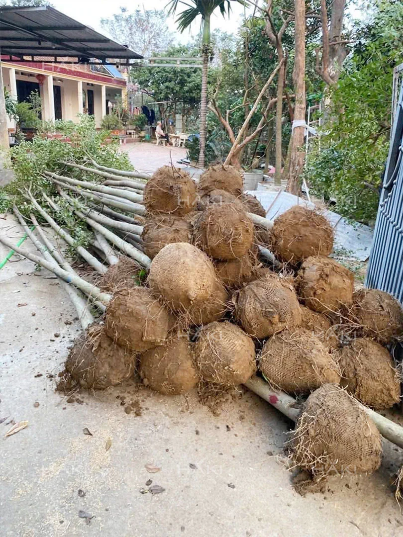 Cây sau khi đánh và bọc bầu