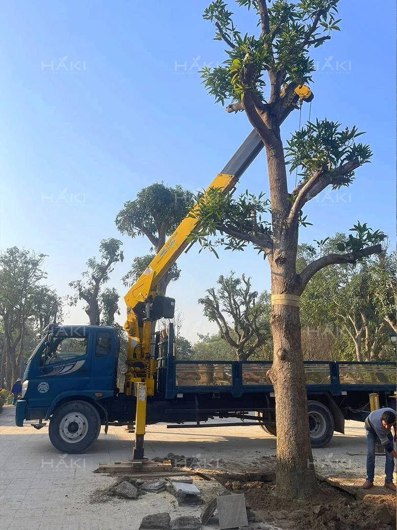 trồng cây bơ