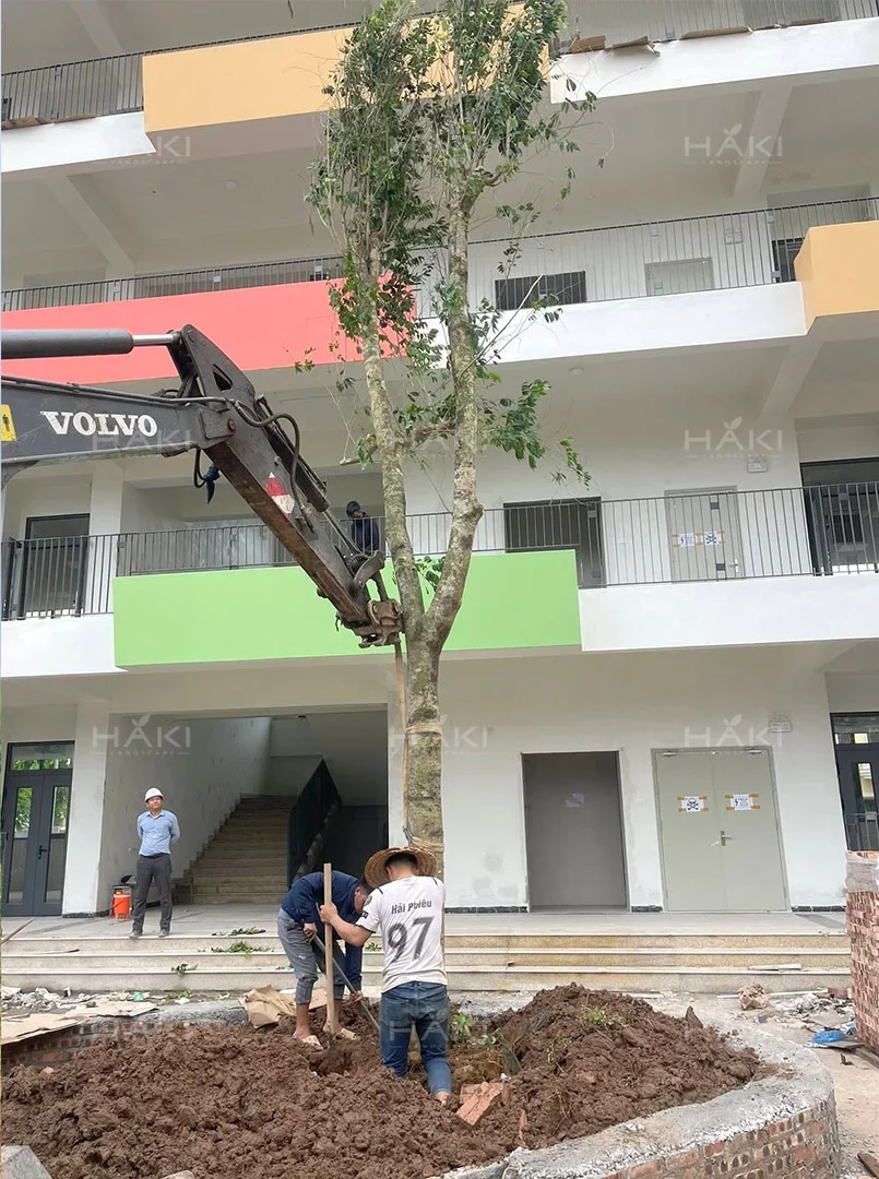 trồng cây bóng mát