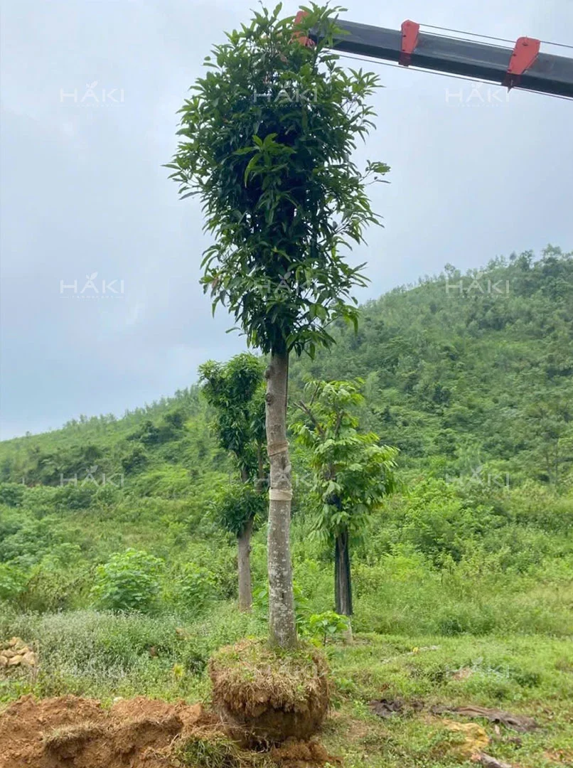 Cẩu cây