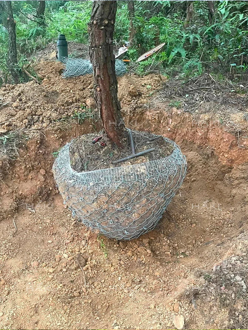 bó bầu