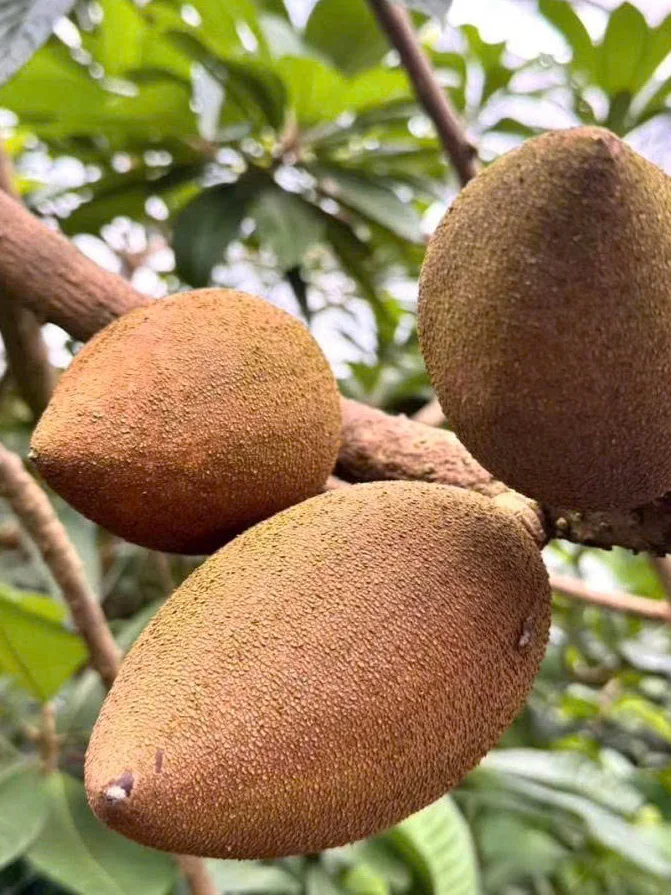 quả hồng xiêm