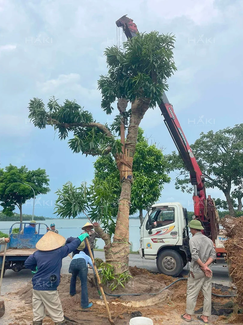 trồng cây bóng mát
