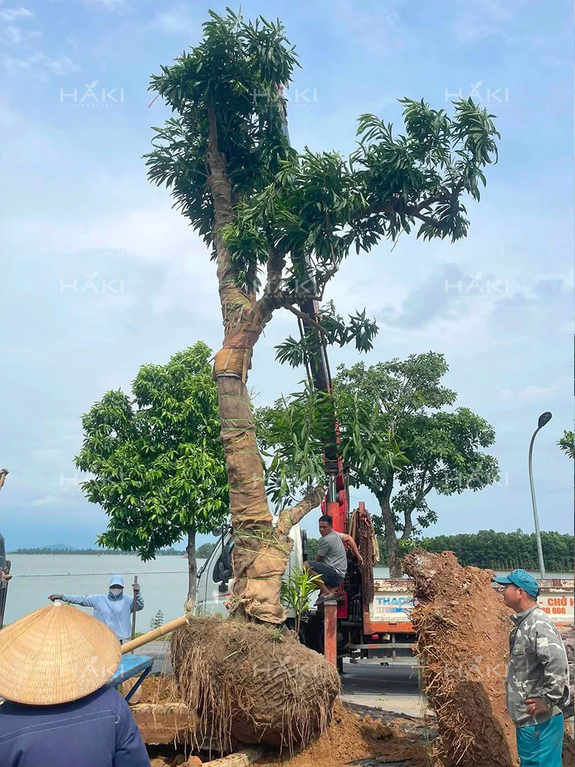 đánh chuyển cây