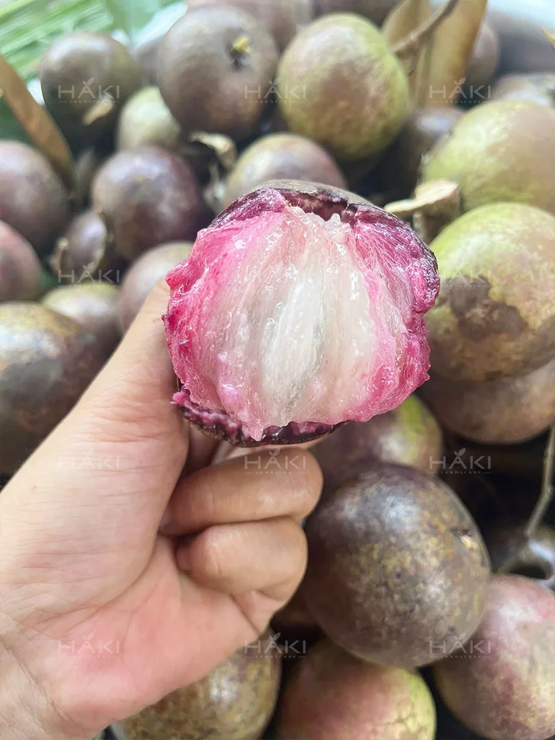 quả vú sữa