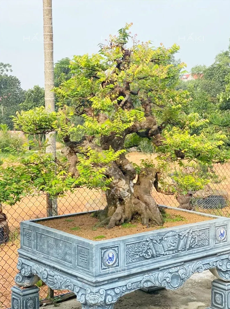 Cây khế bonsai