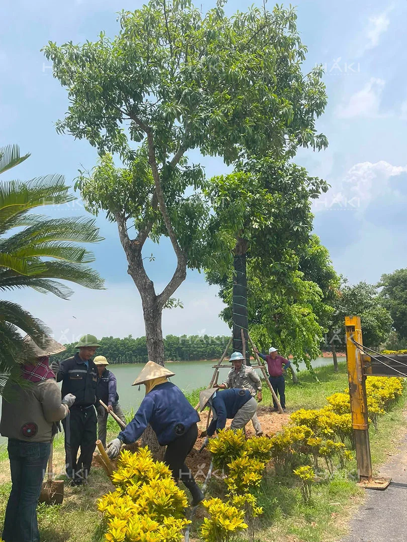 trồng cây bóng mát