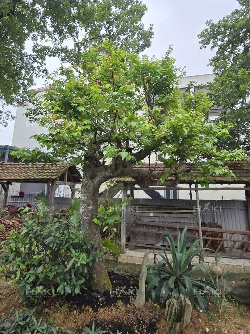 Cây khế trồng sân vườn
