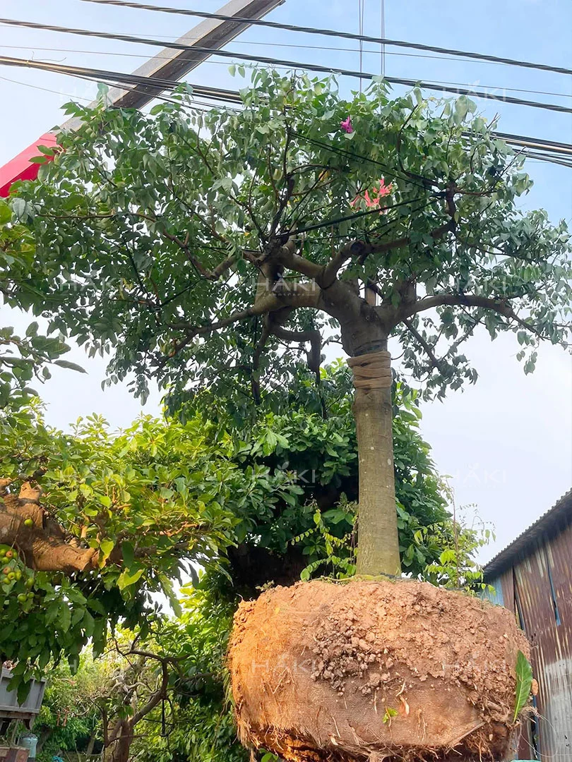 vận chuyển cây khế