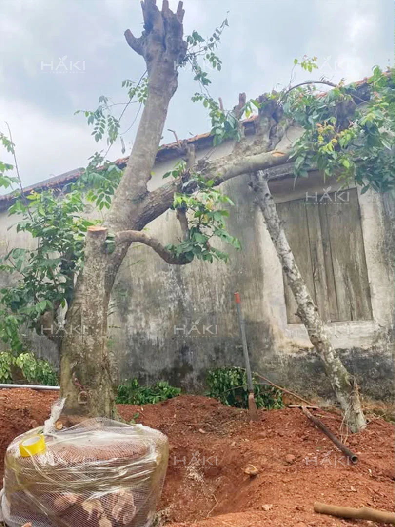 Định hình và bó bầu