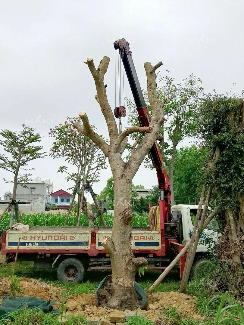 Vận chuyển cây xoài