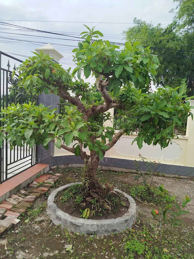 Cây lộc vừng