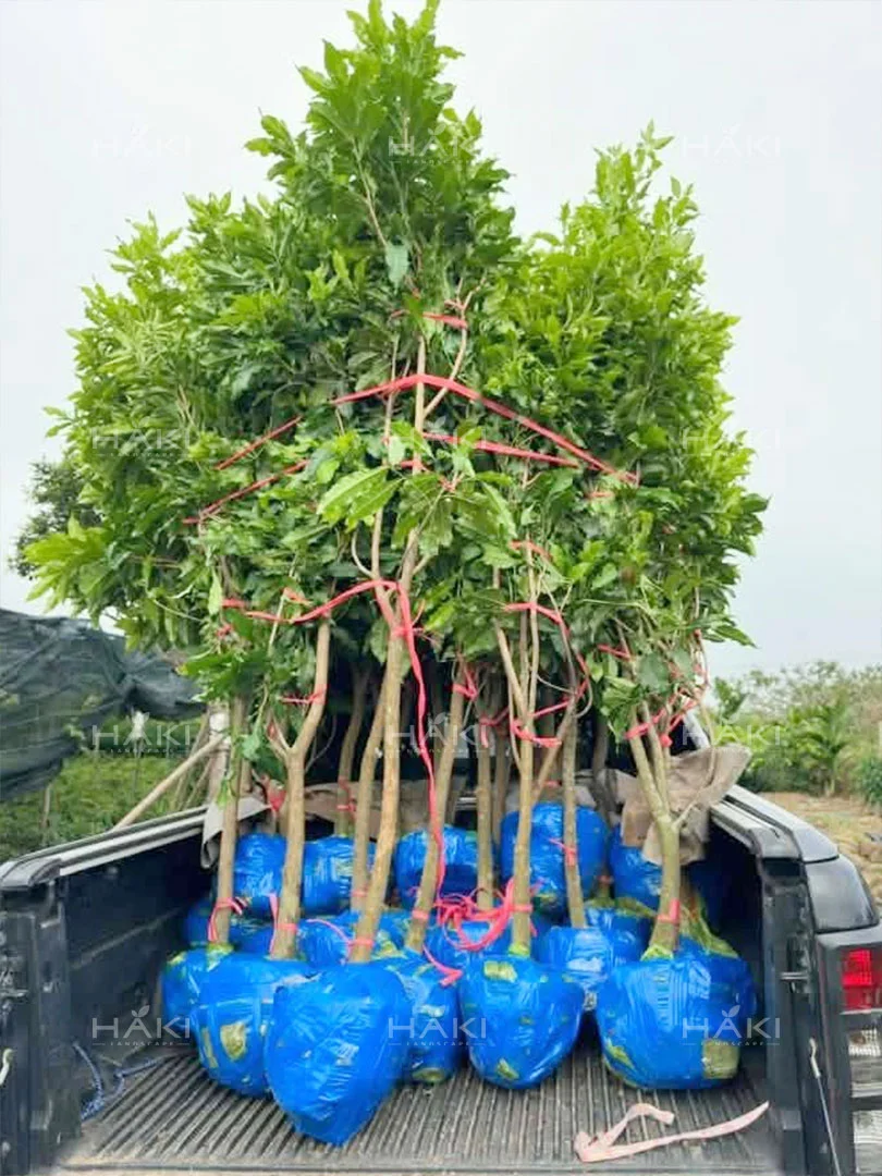 cây giống vú sữa