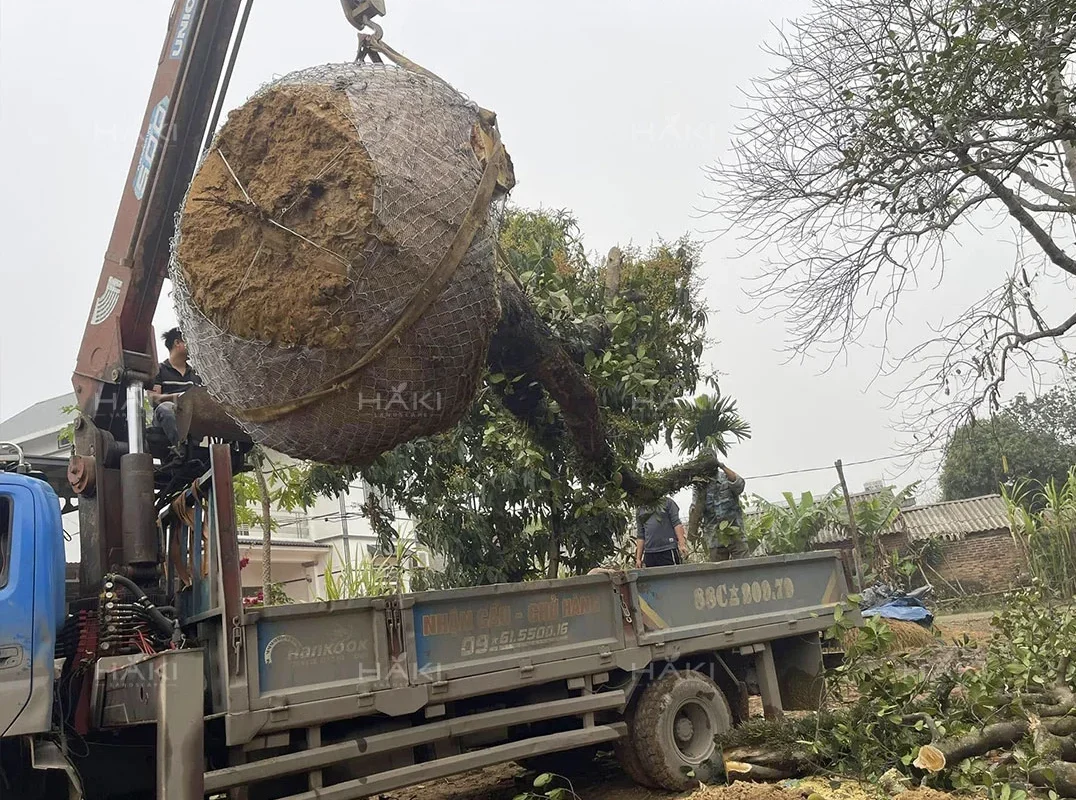 Cẩu cây