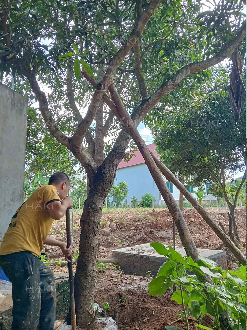 đánh chuyển cây xoài