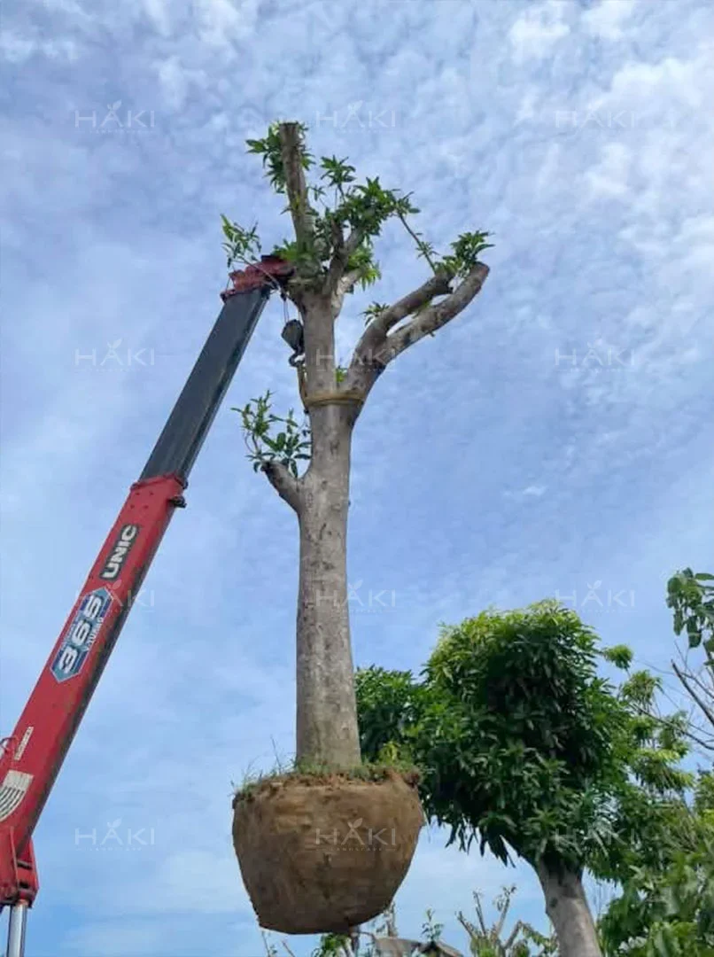 Đánh chuyển cây