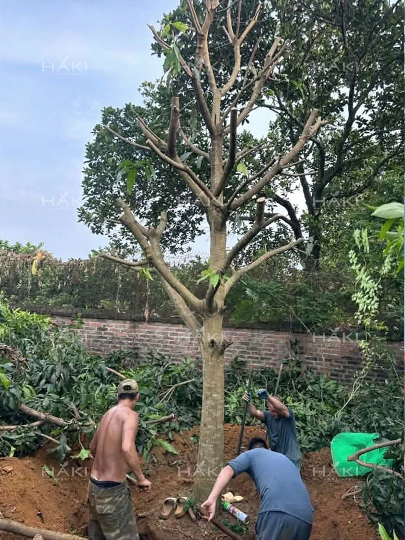 đánh chuyển cây xoài
