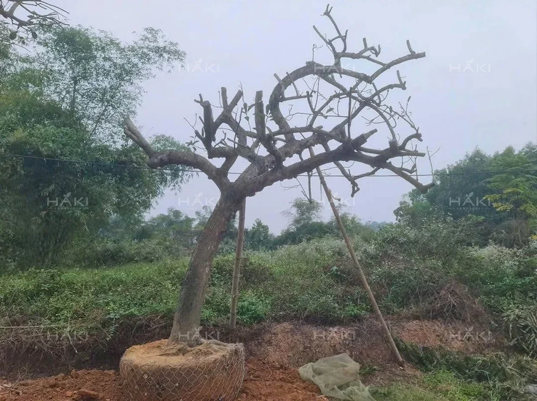 Đánh chuyển cây lộc vừng