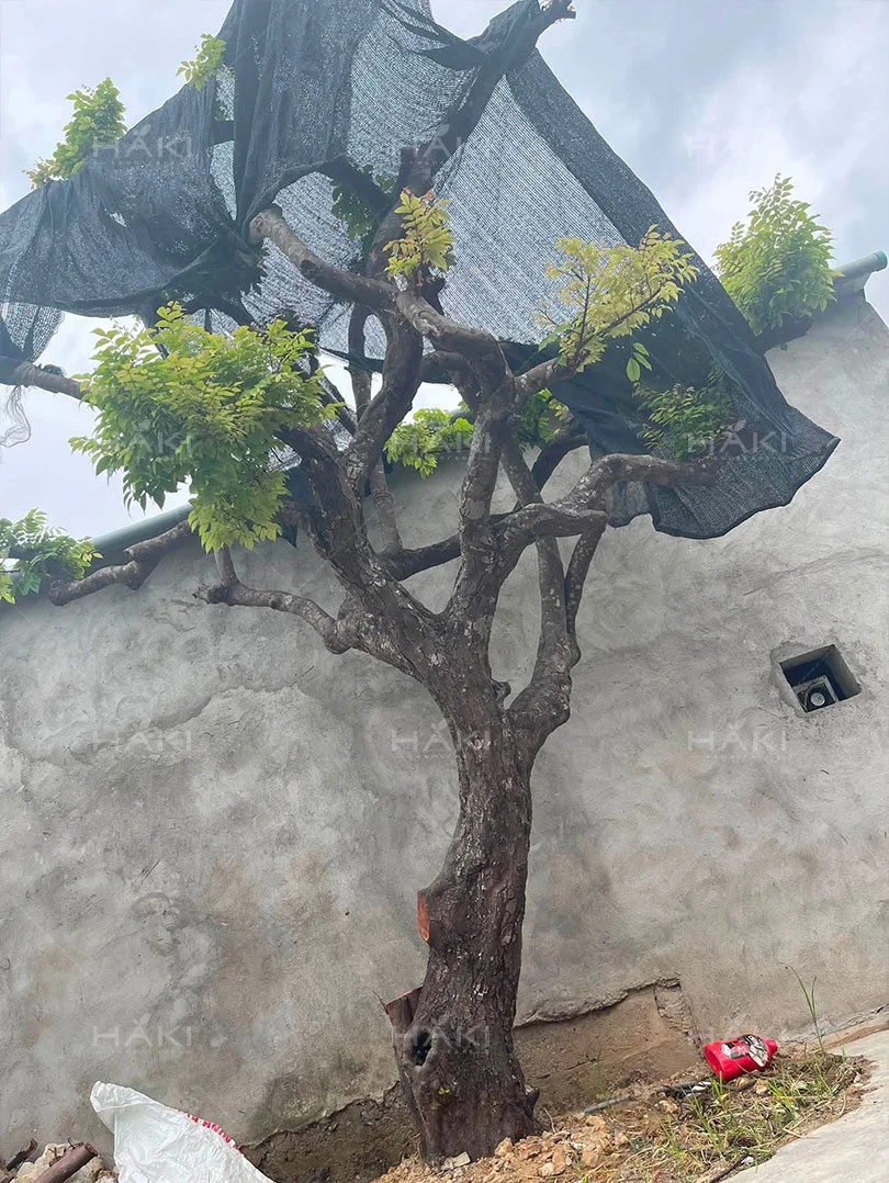 Trồng cây vào vị trí mới