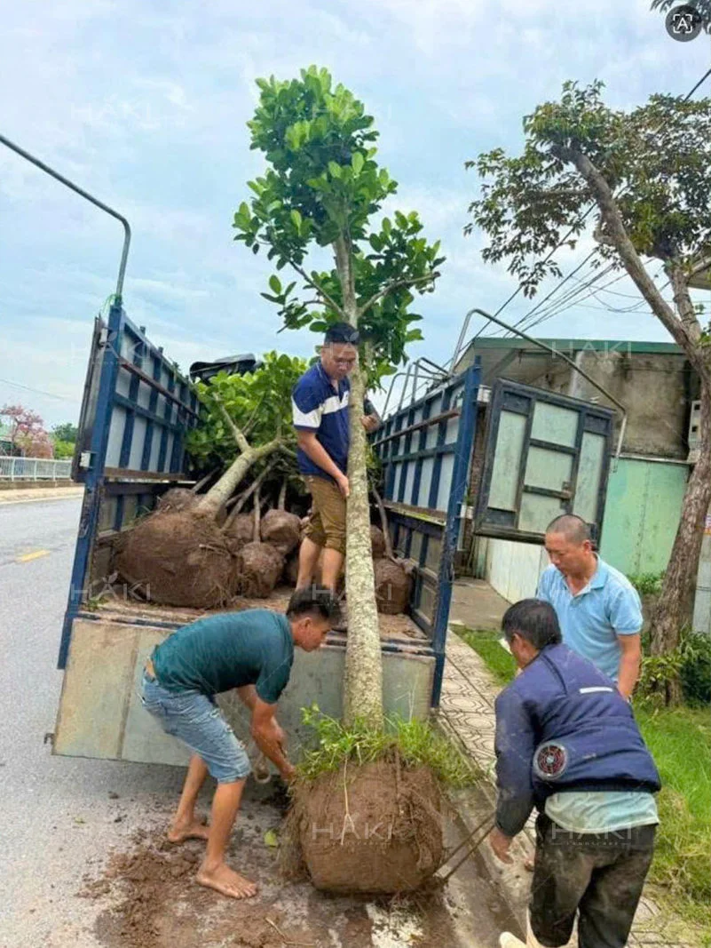 Vận chuyển cay mít