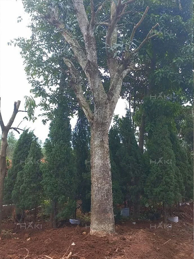 Cây xoài