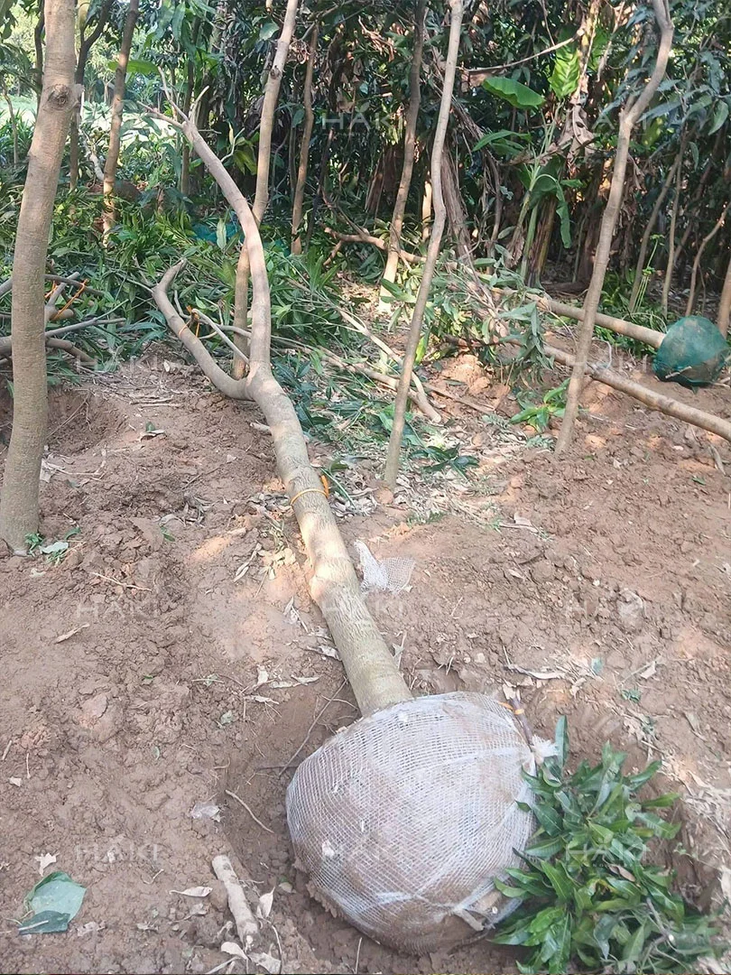 đánh chuyển cây mít
