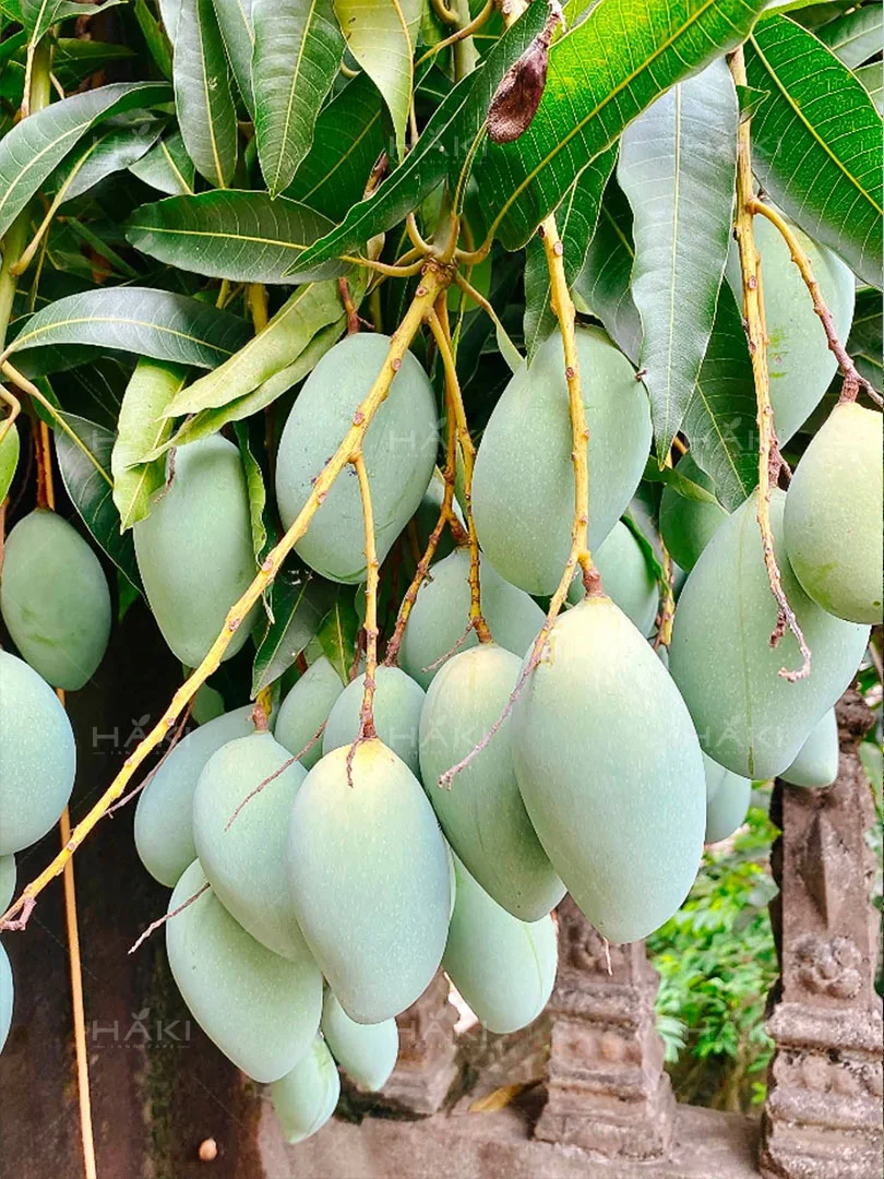 quả xoài