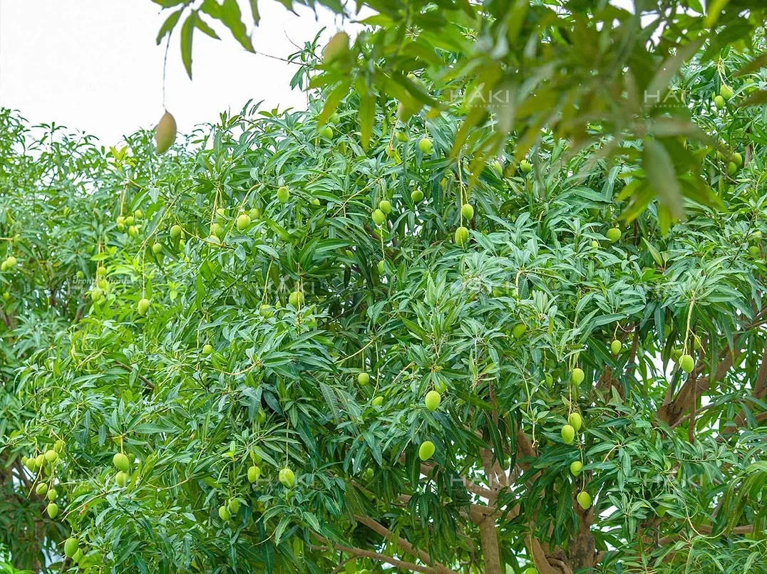 Cây xoài