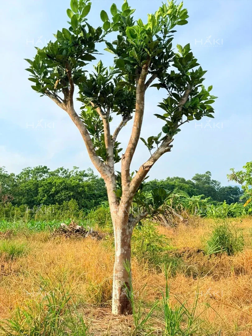 cây bưởi