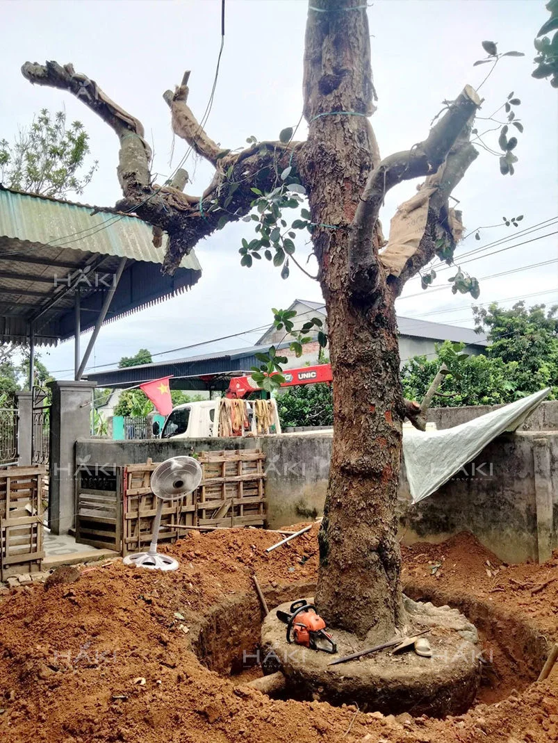 đánh chuyển cây mít