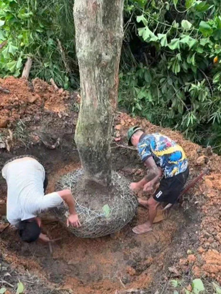 bó bầu cây