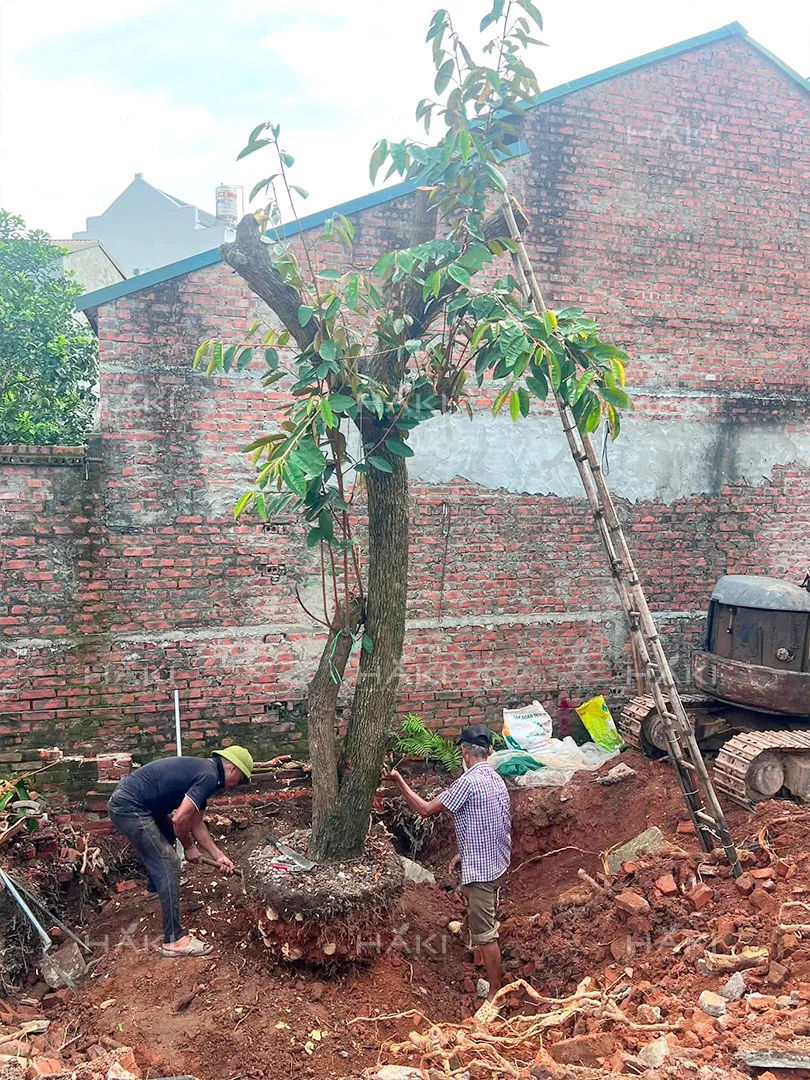 Đánh chuyển cây vú sữa