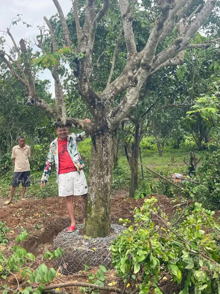 Định hình và bó bầu