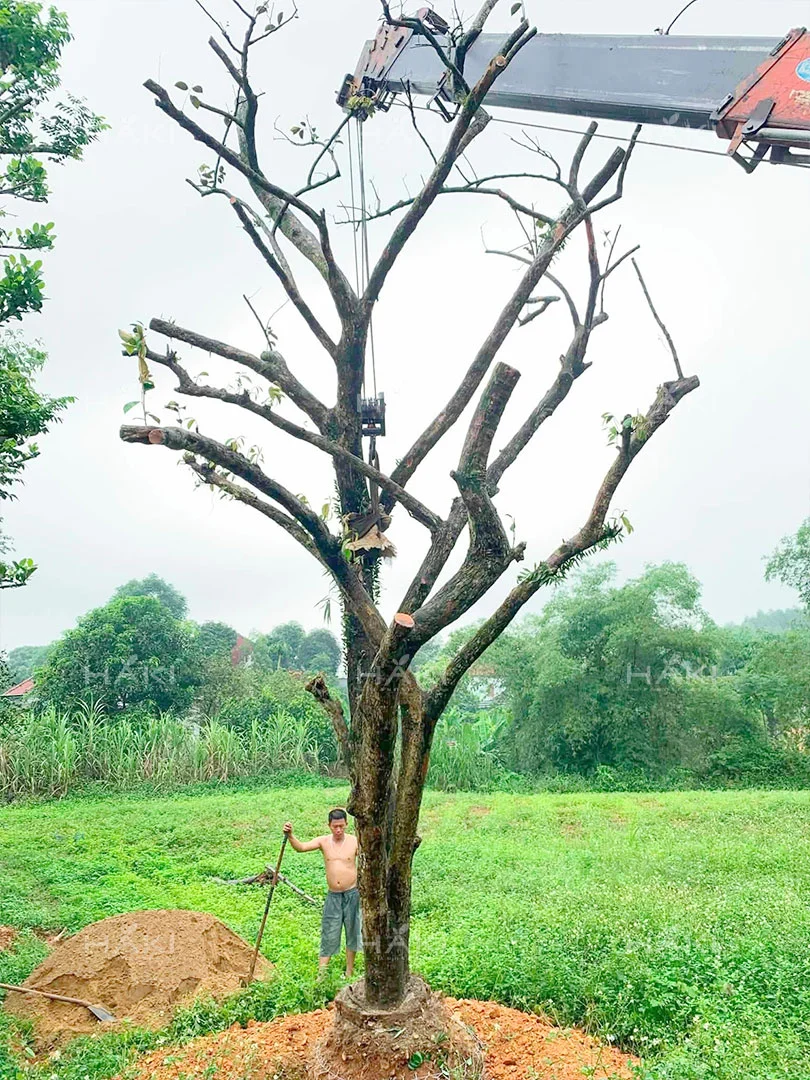 trồng vú sữa
