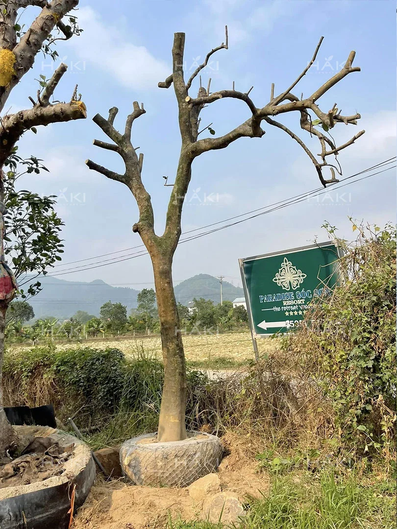 Bó bầu
