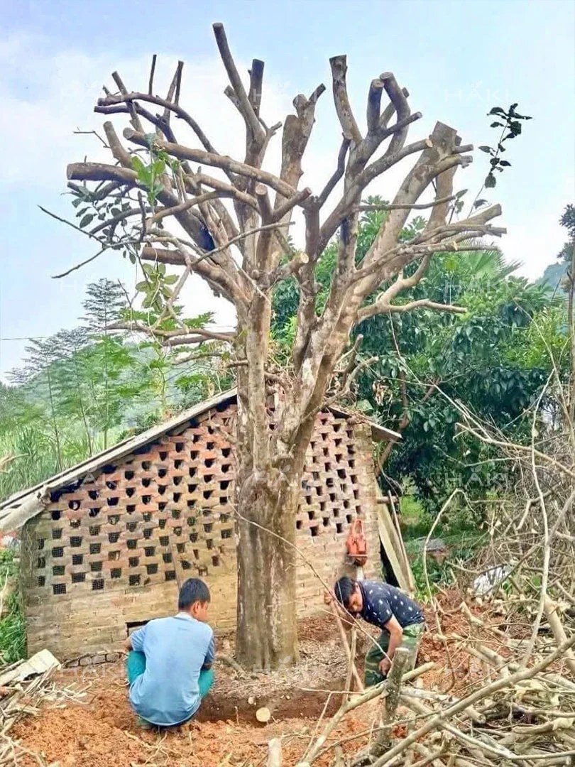 Đào bầu