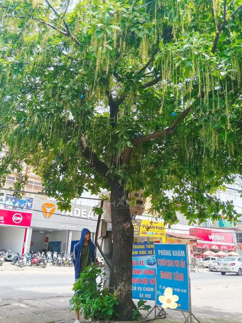 Cây Lộc Vừng