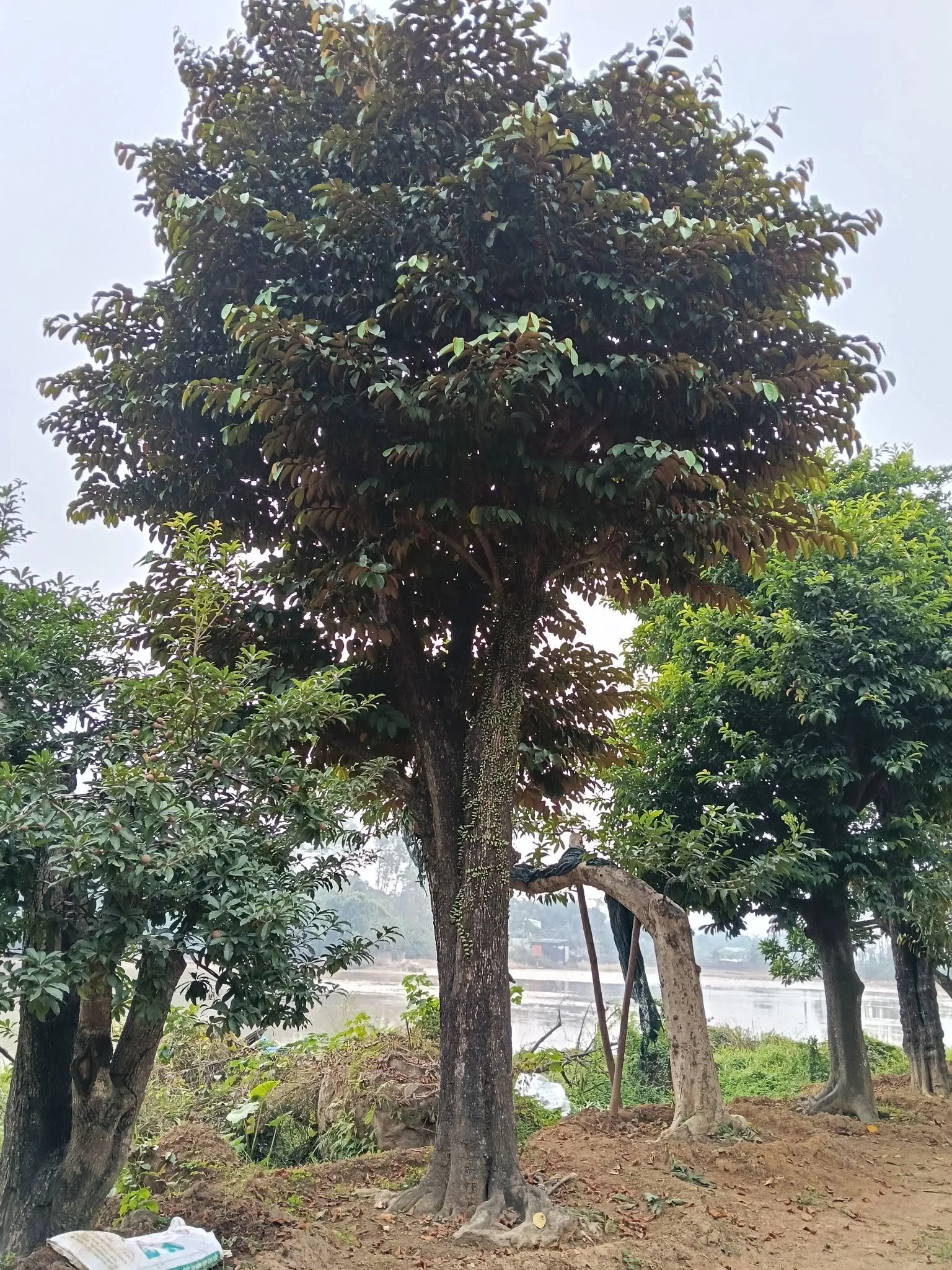 cây vú sữa
