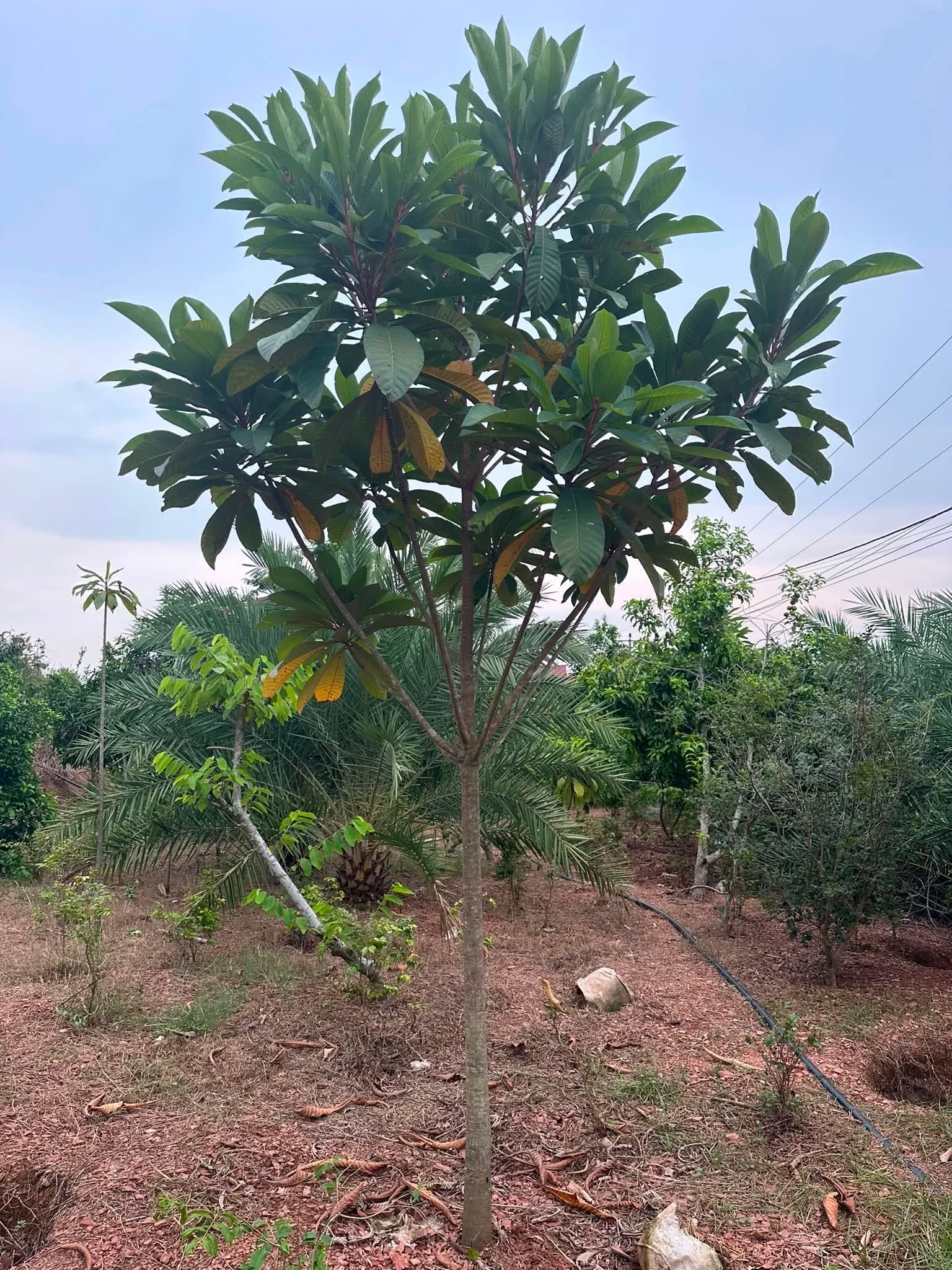 Cây hồng xiêm