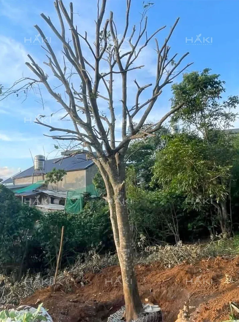 Cây lộc vừng