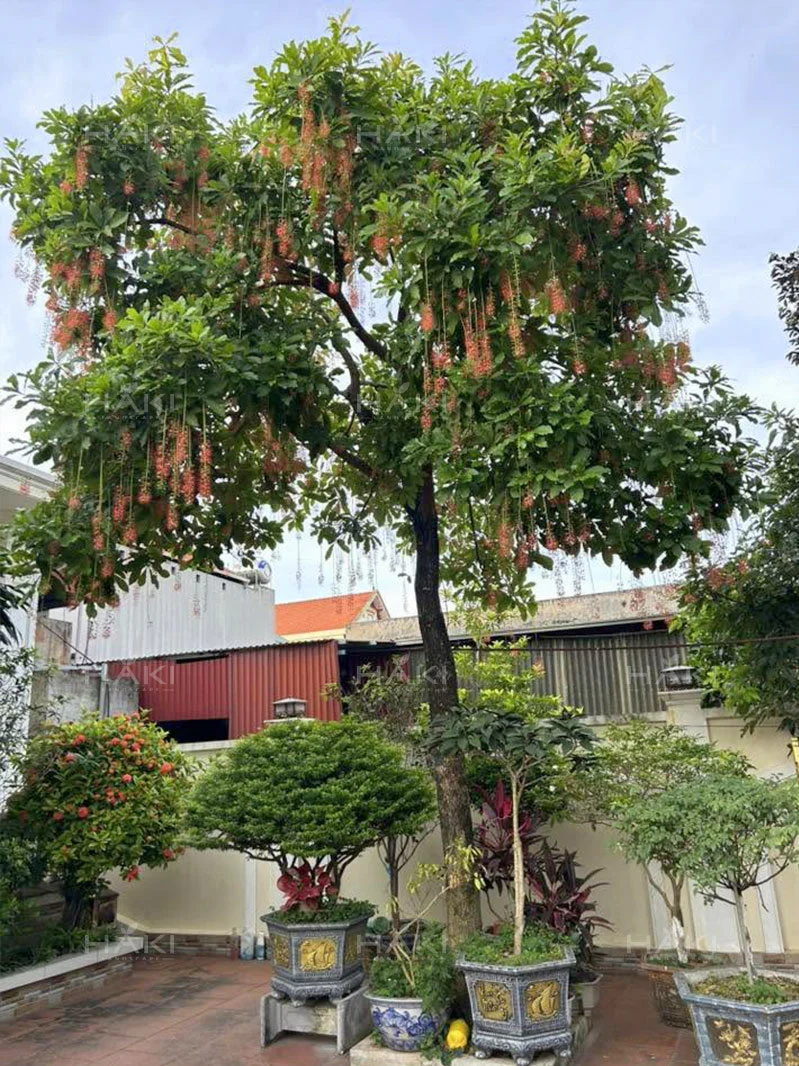 Cây lộc vừng