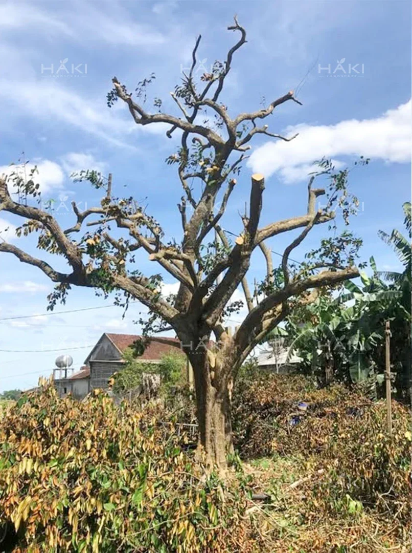 Cây vú sữa