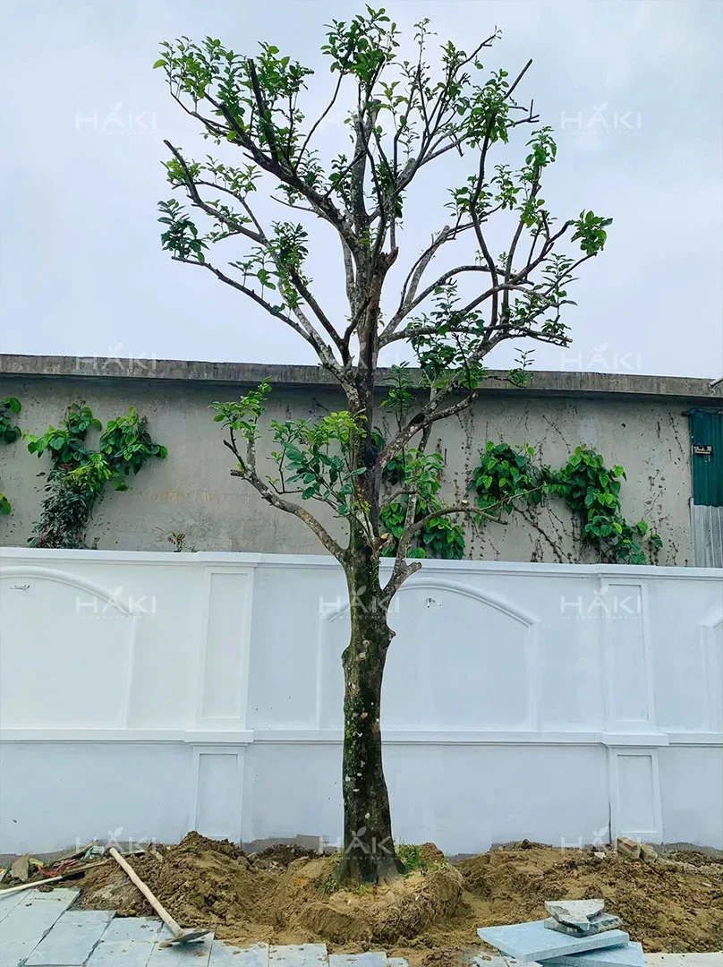 Cây bưởi trồng sân vườn