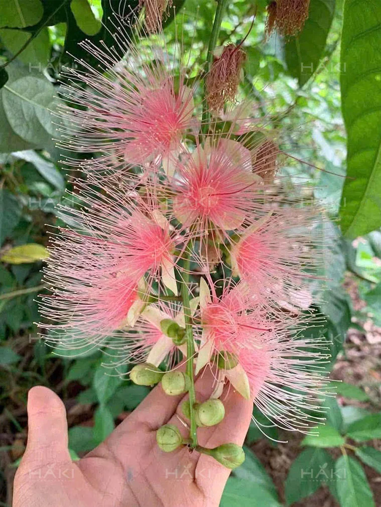 Hoa lộc vừng