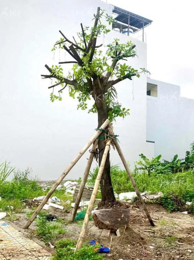 Cây lộc vừng